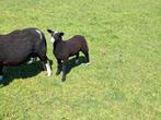 Zwartbles  ooien