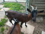 Lieve stamboek stippel dwerggeit (vrouwelijk), Dieren en Toebehoren, Schapen, Geiten en Varkens, Vrouwelijk, Geit, 0 tot 2 jaar
