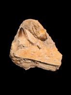 Partie de mâchoire rare du prognathodon currii du mosasaurus, Enlèvement ou Envoi, Fossile