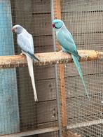Halsbandparkieten, Dieren en Toebehoren, Vogels | Parkieten en Papegaaien, Geringd