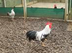 Broedeieren kippen leghorn zilverpatrijs, Dieren en Toebehoren, Kip