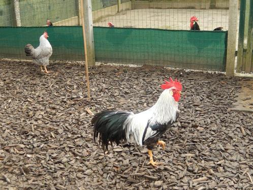 Broedeieren kippen leghorn zilverpatrijs, Dieren en Toebehoren, Pluimvee, Kip