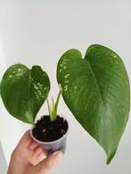 Monstera deliciosa mint variegata, Huis en Inrichting, Kamerplanten, Ophalen of Verzenden