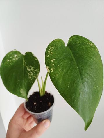 Monstera deliciosa mint variegata  beschikbaar voor biedingen