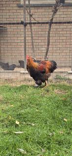 Cochin haan, Dieren en Toebehoren, Pluimvee