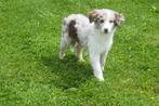 Border collie pups geboren in Belgie, Dieren en Toebehoren, Honden | Herdershonden en Veedrijvers, België, 8 tot 15 weken, CDV (hondenziekte)
