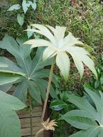 tetrapanax, Tuin en Terras, Winter, Overige soorten, 100 tot 250 cm, Ophalen