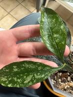 Hoya multiflora splash, Huis en Inrichting, Ophalen of Verzenden