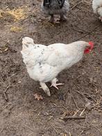 4 hennen mechelse hoen, Femelle, Poule ou poulet