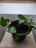 Epipremnum, Huis en Inrichting, Kamerplanten, Ophalen