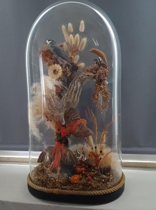 antieke glazen globe met taxidermie van allerlei dieren, Antiek en Kunst, Antiek | Glaswerk en Kristal, Ophalen
