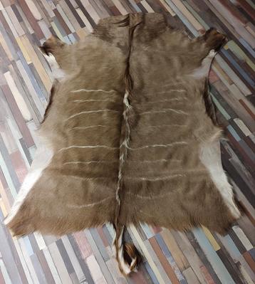 Kudu vel - Koedoe vacht met certificaat  beschikbaar voor biedingen