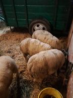 3 bokken, bij gevoederd, Dieren en Toebehoren