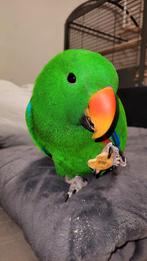 Eclectus mâle 1 an, parle, testés maladies par prise de sang, Animaux & Accessoires, Mâle, Perroquet, Parleur