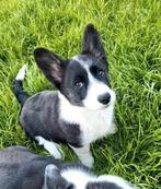 Welsh Corgi Cardigan pups, CDV (hondenziekte), Meerdere, 8 tot 15 weken, Meerdere dieren