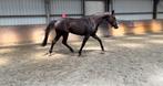 6 jarig springpaard, Merrie, Springpaard, Gechipt, Zadelmak