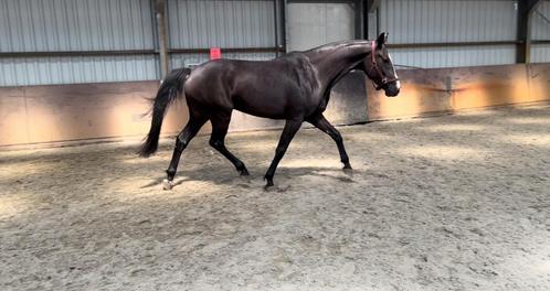 6 jarig springpaard, Dieren en Toebehoren, Paarden, Merrie, Zadelmak, 165 tot 170 cm, 3 tot 6 jaar, Springpaard, Met stamboom