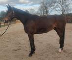 Leuke 7 jarige ruin, Dieren en Toebehoren, Paarden, B, Ruin, 170 tot 175 cm, 7 tot 10 jaar