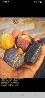 Vijgenplant vijgenboom vijgenboompje Ghoddan, Ophalen, Vijgenboom