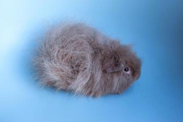 2 mooie CH teddy cavia's beschikbaar voor biedingen