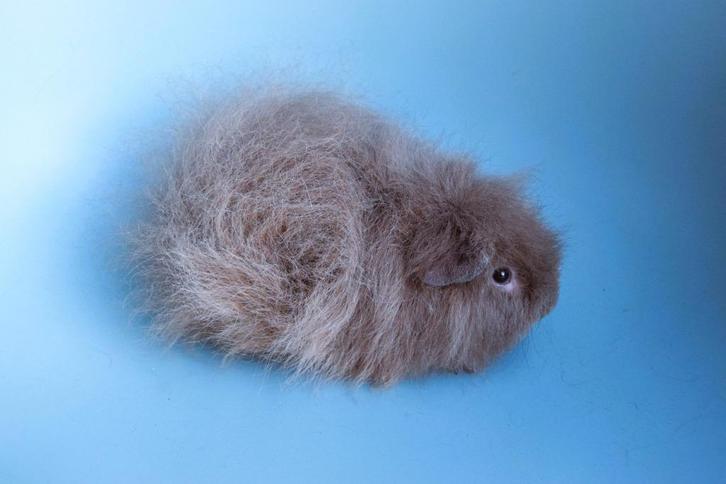 2 mooie CH teddy cavia's, Dieren en Toebehoren, Knaagdieren, Mannelijk, Cavia, Januari, Tam