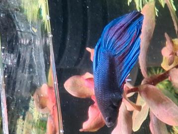 Betta Splenders (crowntail) Man beschikbaar voor biedingen