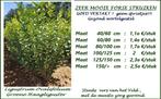 GROENE HAAGLIGUSTER, LIGUSTRUM OVALIF. oa 100/125 cm, 2€/st., Ophalen of Verzenden, Liguster, Haag, 100 tot 250 cm