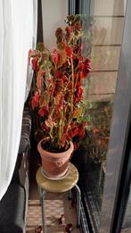 Een heel moie echte plant, Tuin en Terras, Ophalen