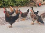 Gratis - 5 jonge hanen olijflegger, Mannelijk, Kip