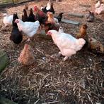 Verschillende kippenrassen te koop, Dieren en Toebehoren, Vrouwelijk, Kip