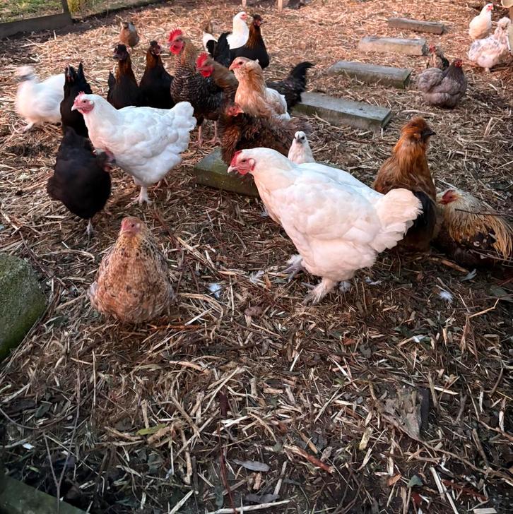 Verschillende kippenrassen te koop, Dieren en Toebehoren, Pluimvee, Kip, Vrouwelijk