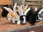 Konijnen: Vlaamse Reus, Dieren en Toebehoren, Konijnen, Meerdere dieren, Groot, 0 tot 2 jaar