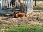 Dexter stier, Dieren en Toebehoren