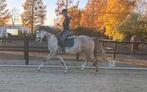 Hele gave lusitano mix ruin!!!, Dieren en Toebehoren, Paarden, Gechipt, Minder dan 160 cm, B, Ruin