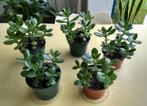 Crassula ovata - Jadeplant, Huis en Inrichting, Kamerplanten, Ophalen, Vetplant