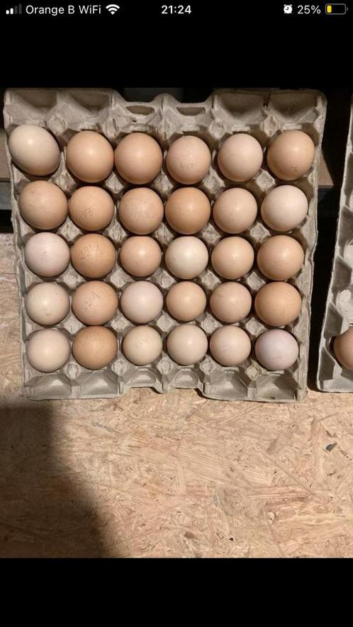 Broedeieren poule de bresse, Dieren en Toebehoren, Pluimvee | Toebehoren, Broedmachine, Ophalen