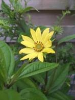 Helianthus lemon queen , lees beschrijving, Volle zon, Vaste plant, Zomer, Ophalen