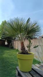 Mooie palm met pot, Tuin en Terras, Planten | Tuinplanten, Ophalen of Verzenden