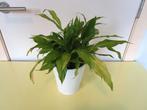 Kleine Lepelplant - Spathiphylum, Ophalen, Overige soorten, Halfschaduw, In pot