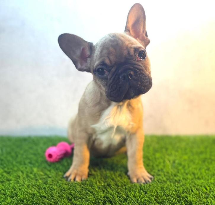 Prachtige Franse Bulldog Pup, Dieren en Toebehoren, Honden | Bulldogs, Pinschers en Molossers, Teef, Bulldog, Fokker | Hobbymatig