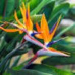 paradijs vogelbloem strlitzia, Tuin en Terras, Zomer, Vaste plant, Ophalen of Verzenden, Overige soorten