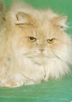 KAT    9, Verzamelen, Postkaarten | Dieren, Verzenden, Ongelopen, Hond of Kat