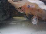 Maylandia estherae, Malawi cychliden, Dieren en Toebehoren, Vissen | Aquariumvissen