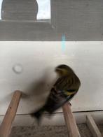 Sijs, Dieren en Toebehoren, Mannelijk