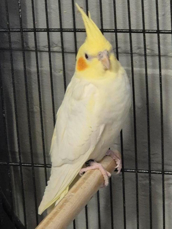 Mooie Valkparkiet met DNA en vaste pootring, Animaux & Accessoires, Oiseaux | Perruches & Perroquets, Perruche, Femelle, Bagué