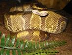 Python regius Super Enchi volwassen man, Dieren en Toebehoren, Slang
