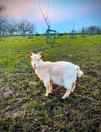 Jonge dwerggeitbok, Dieren en Toebehoren