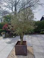 olijfboom in pot, Tuin en Terras, Planten | Bomen, In pot, Olijfboom, Ophalen, 100 tot 250 cm