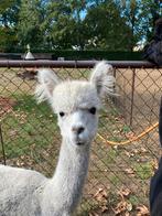 Alpaca hengsten, Dieren en Toebehoren, Overige Dieren, Augustus, Mannelijk