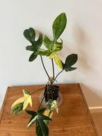Philodendron Florida Beauty, Ophalen of Verzenden
